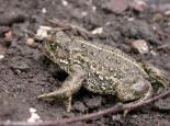 Natterjack toad - Philip Precey